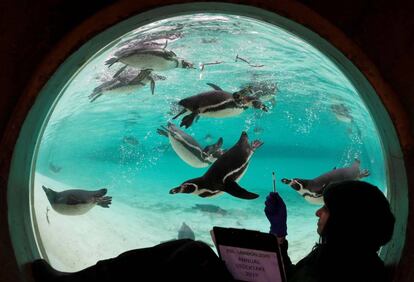Una empleada del zoo de Londres hace recuento de pingüinos de Humboldt.