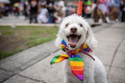 Un perro luce una pañoleta con los colores de la bandera de la diversidad sexual, en Paseo de la Reforma.