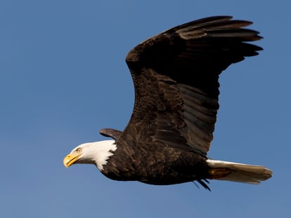 A bald eagle flies over the Harrison River near Harrison Mills, British Columbia, Wednesday, Nov. 21, 2013.