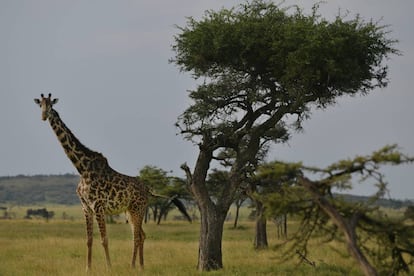 Jirafas en la sabana de Masái Mara, en Kenia.