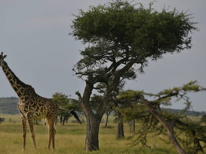 Jirafas en la sabana de Masái Mara, en Kenia.