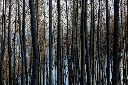 Bosques de pino quemados en las inmediaciones San Vicente de Leira.