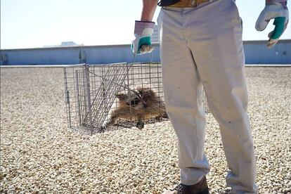 El mapache en la jaula después de su captura por el personal especializado.