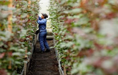 Un trabajador de la Hacienda Mongibello, revisa un cultivo de rosas en Chía, municipio aledaño a Bogotá (Colombia). 
