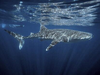 Un ejemplar de tiburón ballena frente a la costa de Ningaloo, en Australia.