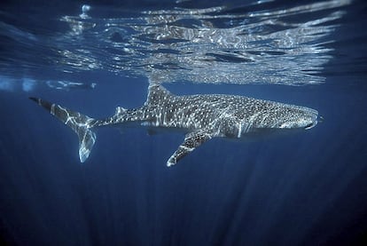 Un ejemplar de tiburón ballena frente a la costa de Ningaloo, en Australia.