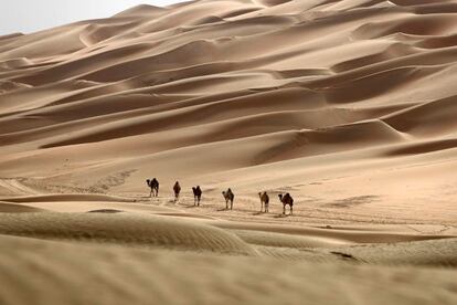 Un grupo de camellos cruza el desierto de Hameem en Abu Dabi (Emiratos Árabes Unidos), el 24 de febrero de 2017