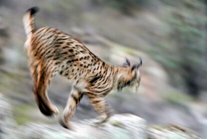 El lince ibérico en movimiento