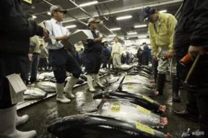 En la imagen, ejemplares de atún rojo en el mercado de Tsukiji, la mayor lonja del mundo. EFE/Archivo