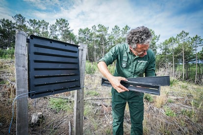 Desde hace un año, se marcan qué parcelas hay que intervenir con rapidez para poder explotar la madera muerta e impedir las plagas de barrenillos. En la imagen, trampas instaladas por la ONF en las parcelas afectadas para frenar el avance de estos insectos, que atacan sobre todo a los árboles muertos y casi muertos, pudiendo llegar a multiplicarse e infectar a los vivos.
