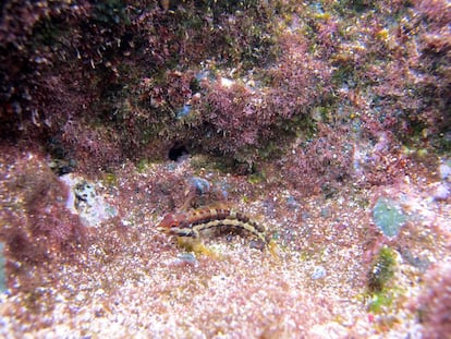 Malacoctenus brunoi, uma espécie de peixe endêmica de Trindade.