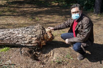 Roberto Criado, técnico de zonas verdes de Alcalá de Henares, junto a uno de los pinos derribados durante el temporal