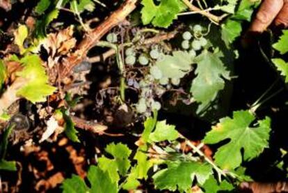 Varias uvas dañadas por el mildiu. EFE/Archivo