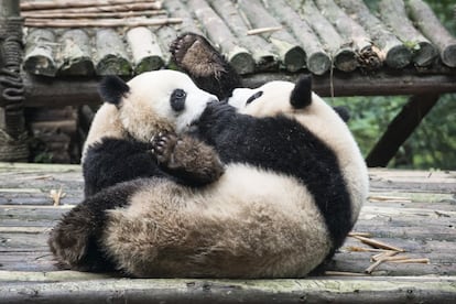 A pesar de su apariencia pacífica, los osos panda tienen mal genio. En la imagen, dos se pelean en el Centro de Investigación y Reproducción de Chengdu. El primero que fue reintroducido en el entorno natural fue 'asesinado' por otros machos salvajes.