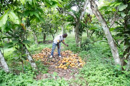 Yaya Coulibaly inspecciona una plantacin de cacao en Yakass-Attobrou, cerca de la frontera con Ghana, el 27 de octubre de 2024.