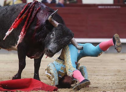 Frascuelo es corneado en el muslo derecho por su primer toro en la corrida de ayer en Las Ventas.