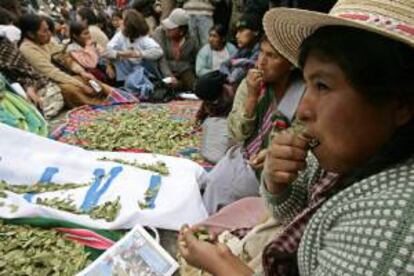 Un grupo de bolivianos celebra el 10 de marzo de 2008, en las calles de La Paz (Bolivia), una jornada de "acullicu" o mascado de coca para defender la que consideran su "hoja sagrada". EFE/Archivo