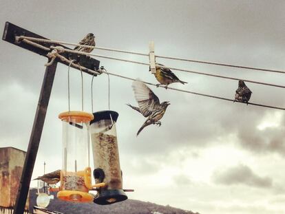 Aves en un comedero en Barcelona.