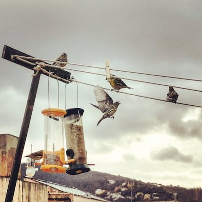 Aves en un comedero en Barcelona.