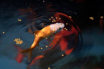 Un pez dorado abandonado es exhibido tras la cuarentena en el Aquarium de París.