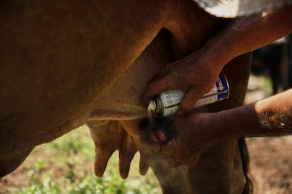 Un ganadero atiende a una vaca afectada por el gusano barrenador en Cintalapa, Chiapas, el 23 de julio de 2025.