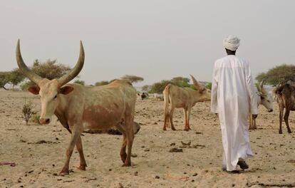 Aunque, como tantos otros pastores, son reacios a desvelar los números de su ganado, dicen que tienen unos 400 kuris (en la imagen) y otros 400 pequeños rumiantes, sobre todo cabras.