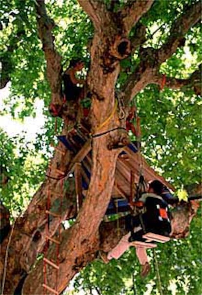 Activistas en defensa de la Alameda, ayer, en uno de los árboles.