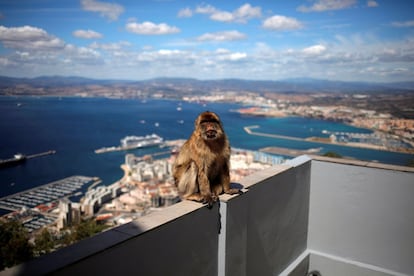 Un mono sentado en una terraza de Gibraltar.