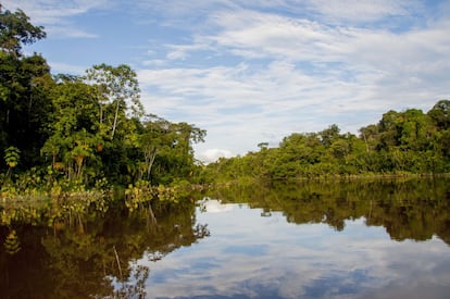 Río Yasuní. Proveniente del kichwa, pacha significa tierra, universo, mundo y tiempo. Pacha engloba todo lo que yace en sus suelos, la naturaleza y todos los seres que le dan vida.