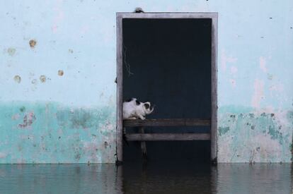 Vista de un gato que permanece al interior de una vivienda inundada en un barrio de Asunción (Paraguay) por las crecidas de los ríos Paraguay y Paraná.