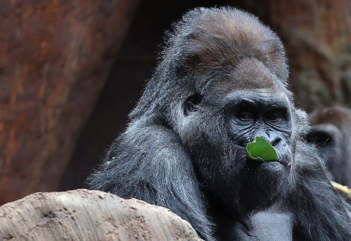 La lectura del ADN de 233 especies de primates ilumina qué es una persona y  cómo surgen las enfermedades humanas | Ciencia | EL PAÍS