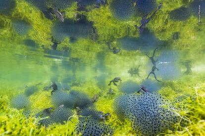 'Pondworld' Italia.