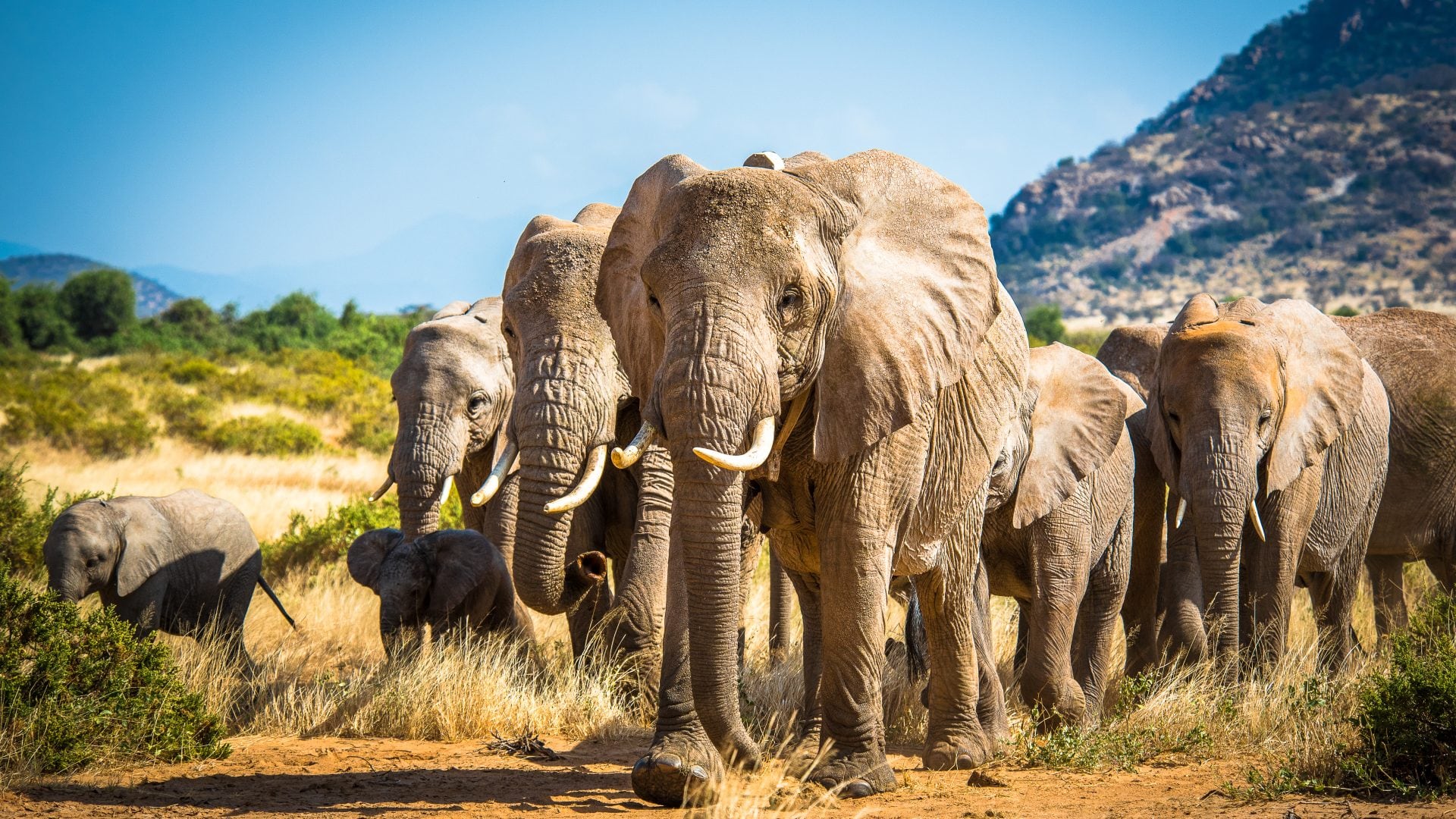 A los elefantes africanos solo les queda el sur