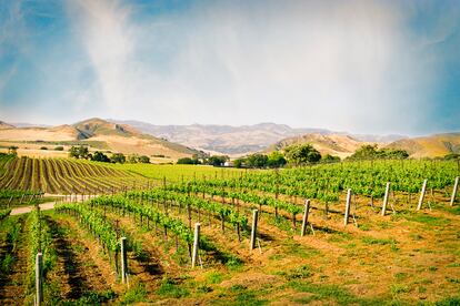 Viñedos del valle de Santa Ynez, una de las zonas vitivinícolas de California. 