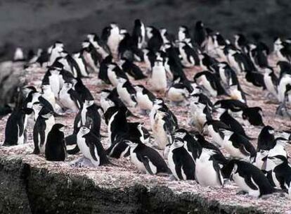 Decenas de pingüinos en la Antártida.