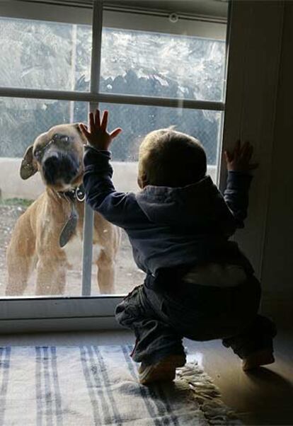 Un niño contempla a un perro a través de un cristal.