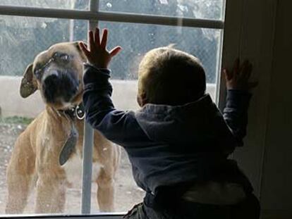 Un niño contempla a un perro a través de un cristal.