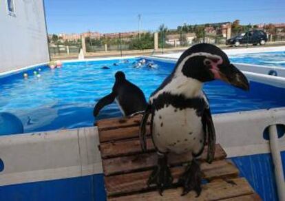 Los pingüijnos y su piscina.