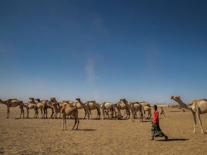N&oacute;madas en Etiopia con sus camellos.