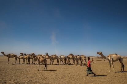 N&oacute;madas en Etiopia con sus camellos.