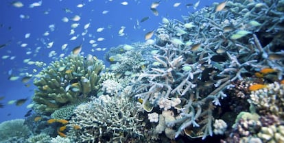 Vista de un arrecife con peces y corales en Townsville, (Queensland, Australia).