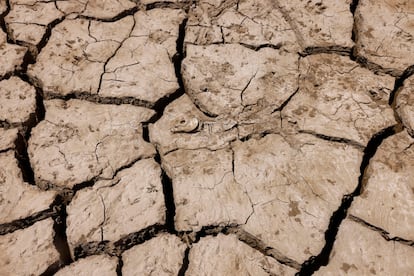 Un pez muerto yace en el suelo agrietado del embalse de La Viñuela, cerca de Málaga.