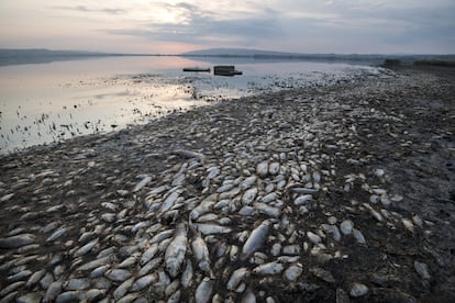 Peces muertos yacen a orillas del lago Koroneia en el norte de Grecia. La bajada del nivel del agua y la falta de oxígeno en ella están conduciendo a la mortalidad masiva de los animales que viven en el lago.