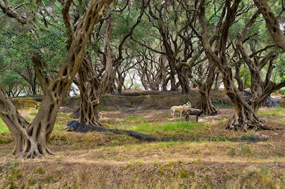 Ovejas en un olivar de la isla griega de Corfú.