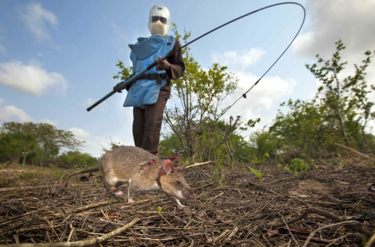 Hero rats save lives in Angola: Trained rodents detect mines for people ...