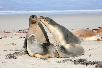 Las focas de Kangaroo Island.