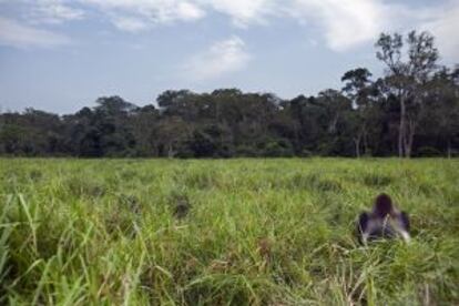 Un gorila de la reserva Dzanga-Sangha, en la República Centroafricana.