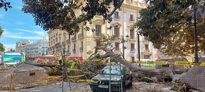 Arbol Parterre Valencia