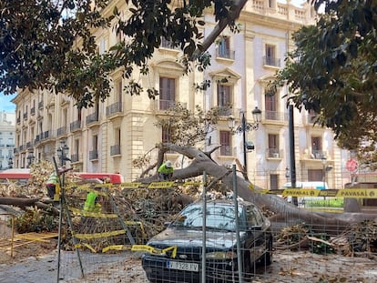 Ficus caído en el Parterre de Valencia.