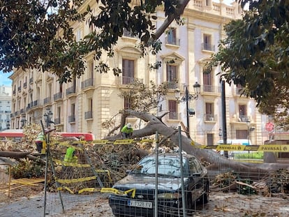 Arbol Parterre Valencia